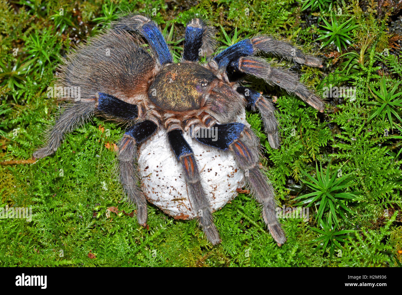 Pichidangui blaue Schönheit Vogelspinne mit Ei Sac. Stockfoto
