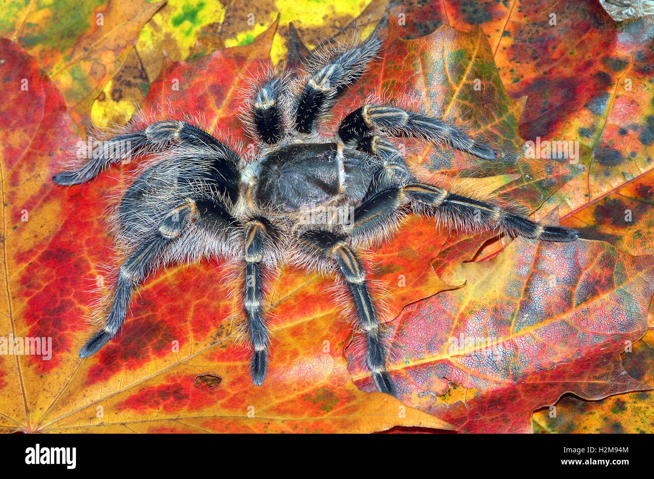 Chaco Golden Knee Tarantula (Lebensraum Pulchripes) Stockfoto