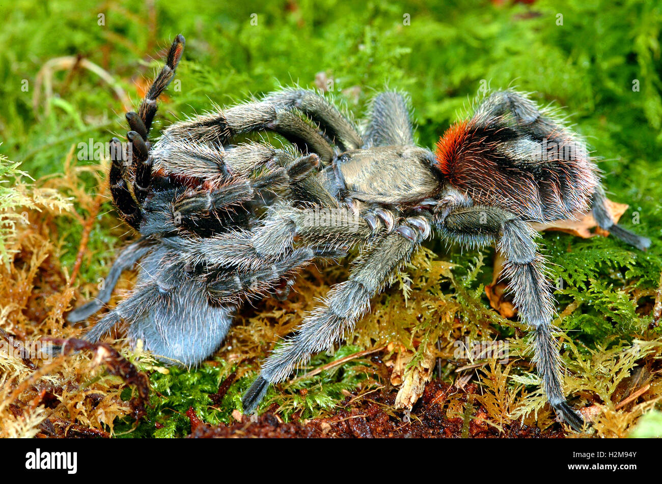 Chile schöne Vogelspinnen Paarung Euathlos truculentus Stockfoto