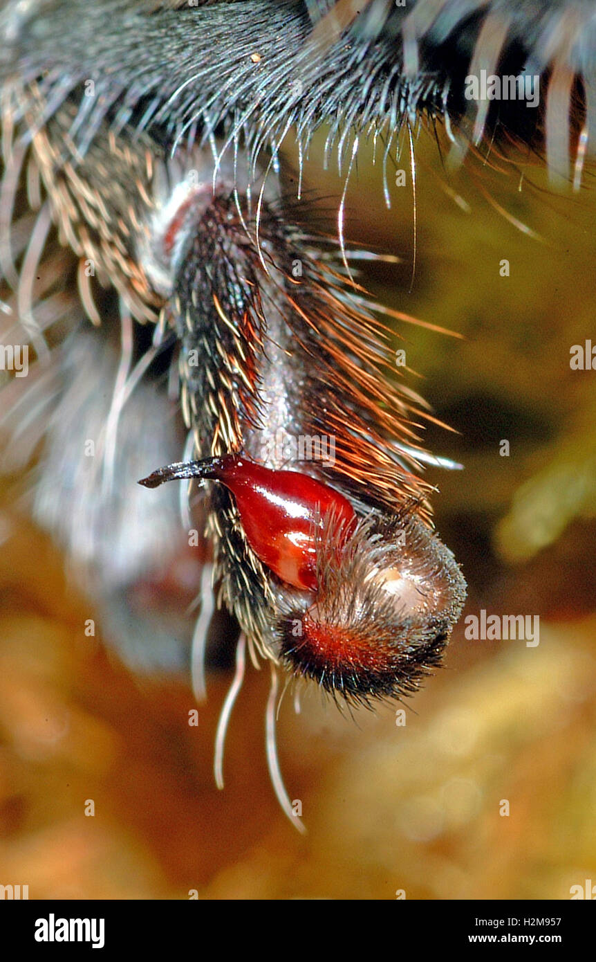 Tibieller Paarungshaken an einem männlichen Chile schönen Tarantula Stockfoto