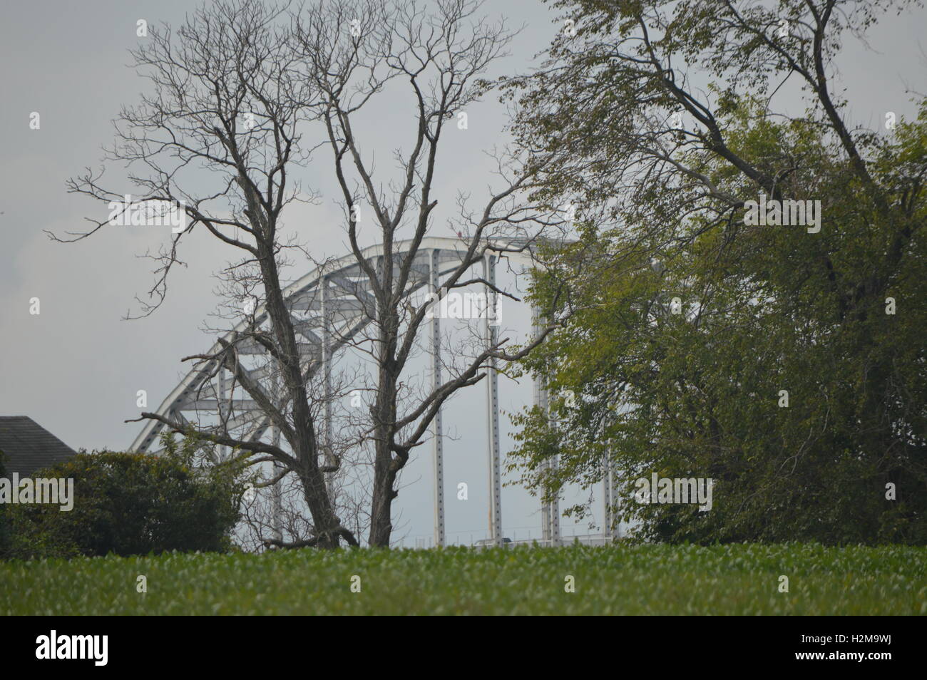 Abgebildet ist ein großer toter Baum vor der RT-213-Brücke über den Kanal C & D bei Chesapeake City, Maryland. Stockfoto