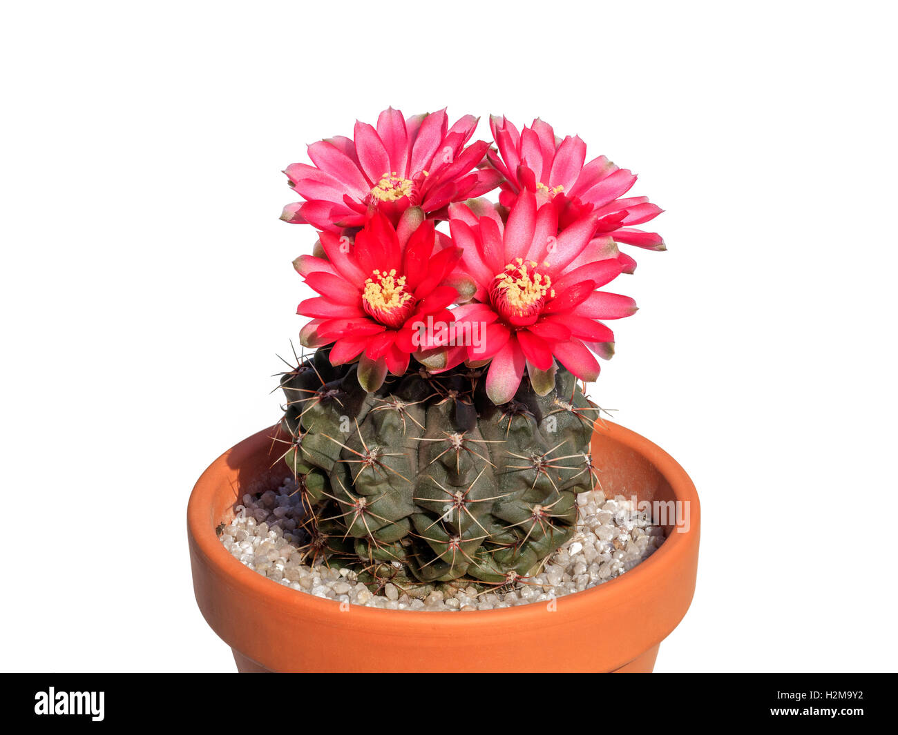 Kakteen Gymnocalycium Baldianum mit vier roten Blüten in Topf, isoliert Stockfoto