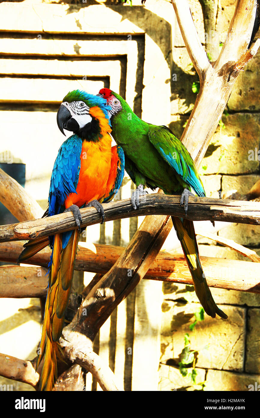 Bunte paar Papageien, mag küssen einander sitzen und Reinigung Stockfoto