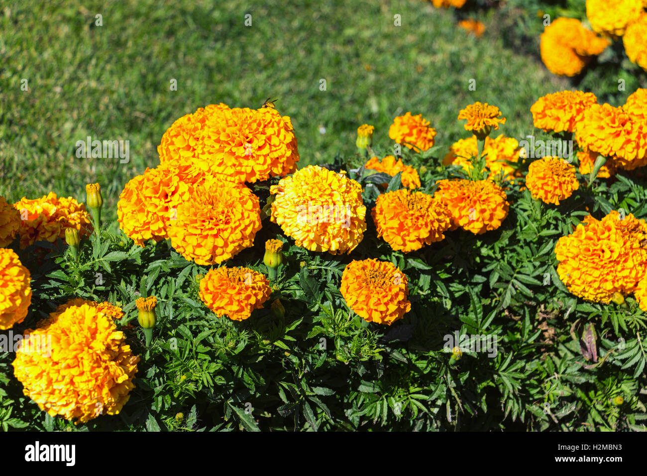 Gelbe Mini Button Blume Stockfoto