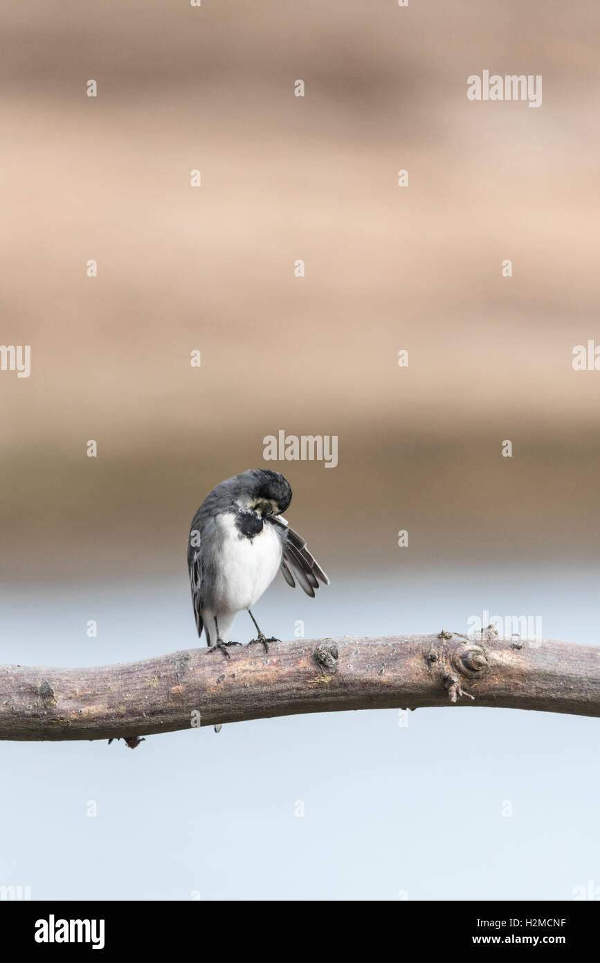 Eine Gefiederpflege juvenile Pied Bachstelze Stockfoto