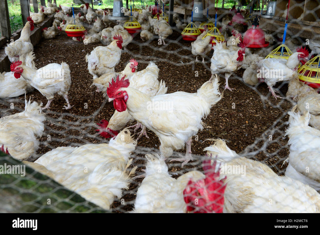 NIGERIA, Oyo State, Ibadan, laden und transportieren der alten Schicht Hühner zum Verkauf als live Huhn auf Märkten in Lagos / Legehennenhaltung, Verladung verändern Legehennen Zum Verkauf als Suppenhuhn Auf Maerkten in Lagos Stockfoto