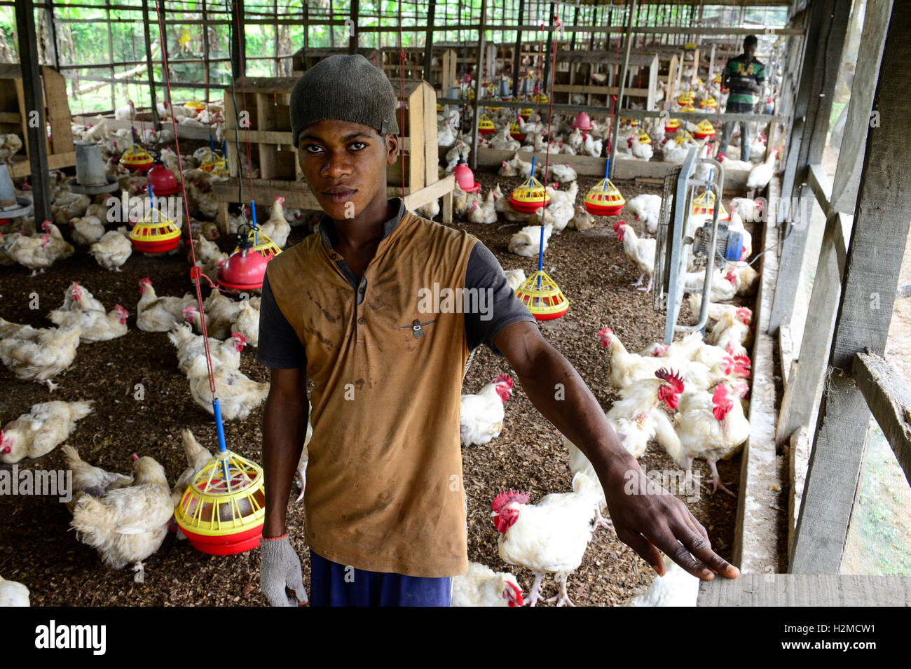 NIGERIA, Oyo State, Ibadan, chicken Coop, Schicht Henne für Ei-Produktion /Legehennenhaltung Fuer Eierproduktion zu halten Stockfoto