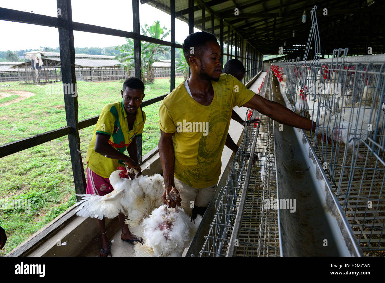 Oyo State, NIGERIA, Ibadan, laden der alten Schicht Hühner zum Verkauf als live Huhn auf Märkten in Lagos / Legehennenhaltung, Verladung verändern Legehennen Zum Verkauf als Suppenhuhn Auf Maerkten in Lagos Stockfoto