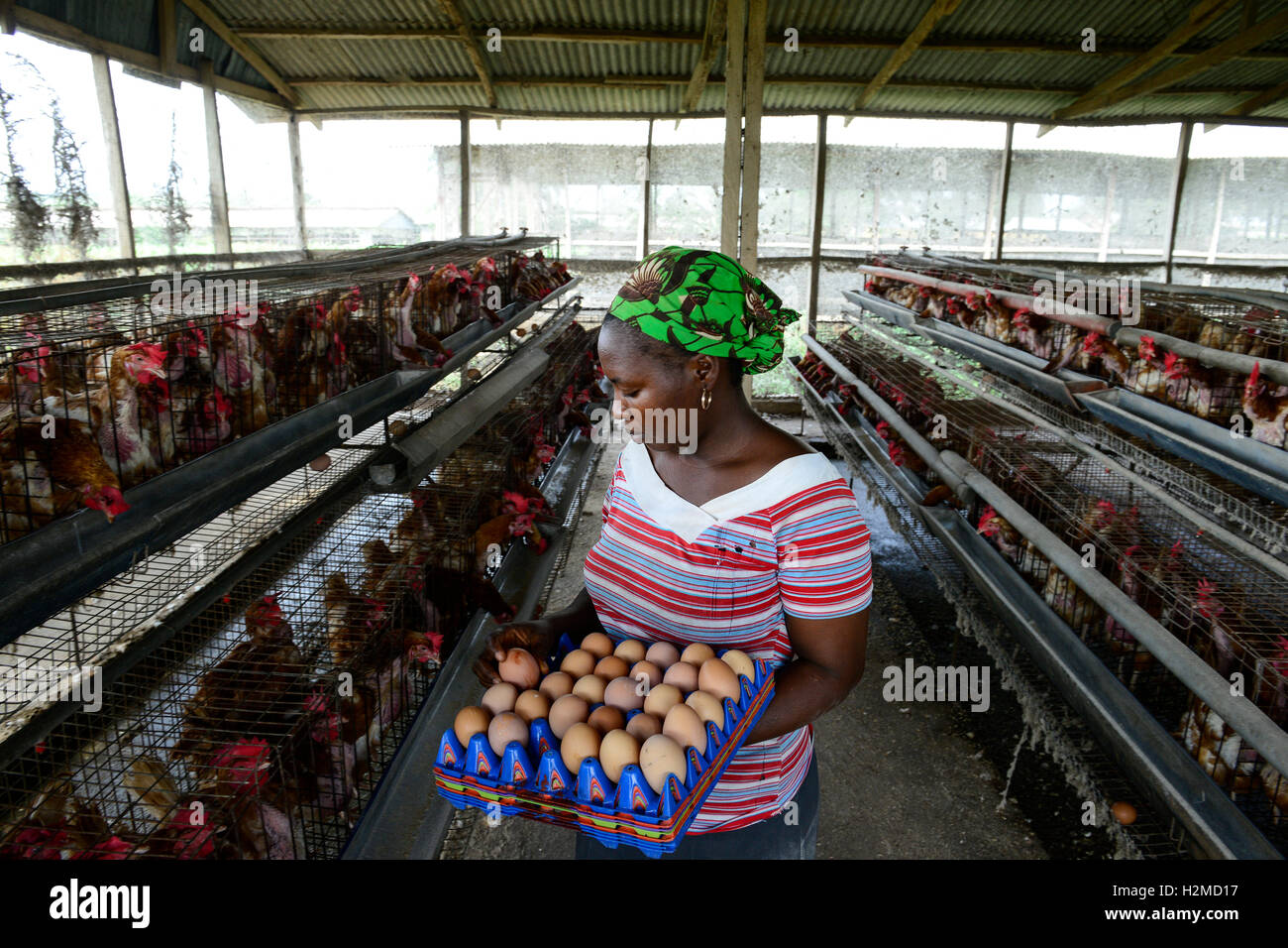 Oyo State, NIGERIA, Ibadan, Dorf Ilora, Ei-Schicht Henne in Käfigen zu halten / Eierproduktion, Legehennenhaltung in Kaefigen Stockfoto