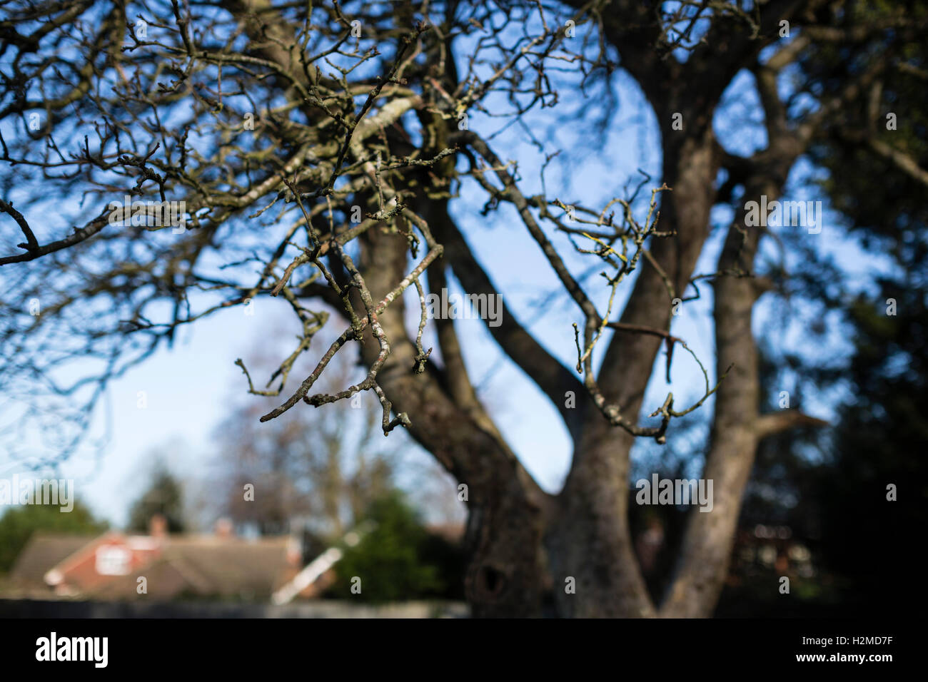 Eine Wohnsiedlung in der britischen Stadt von Basingstoke mit kahlen Winter Bäume Schatten werfen über die Gebäude und Rasen. Stockfoto