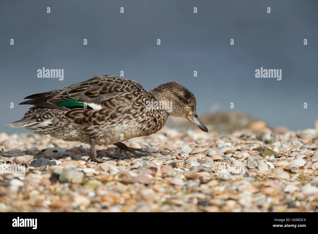 Petrol / Krickente (Anas Vogelarten), weibliche Ente, in der Zucht Kleid, herüber von einer Muschel-Bank, auf der Suche nach Nahrung. Stockfoto