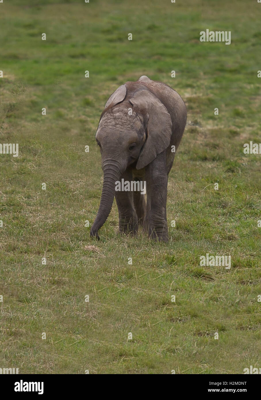 Foto von einem jungen afrikanischen Elefanten auf seine eigene Stockfoto