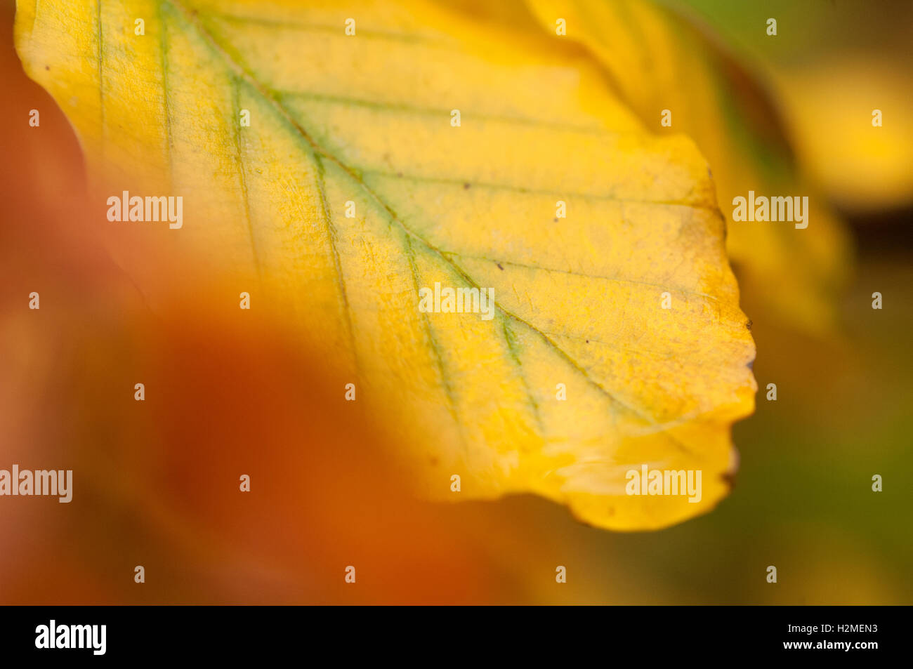 Erle Alnus Laub im herbstlichen Farben, Essex, November Stockfoto