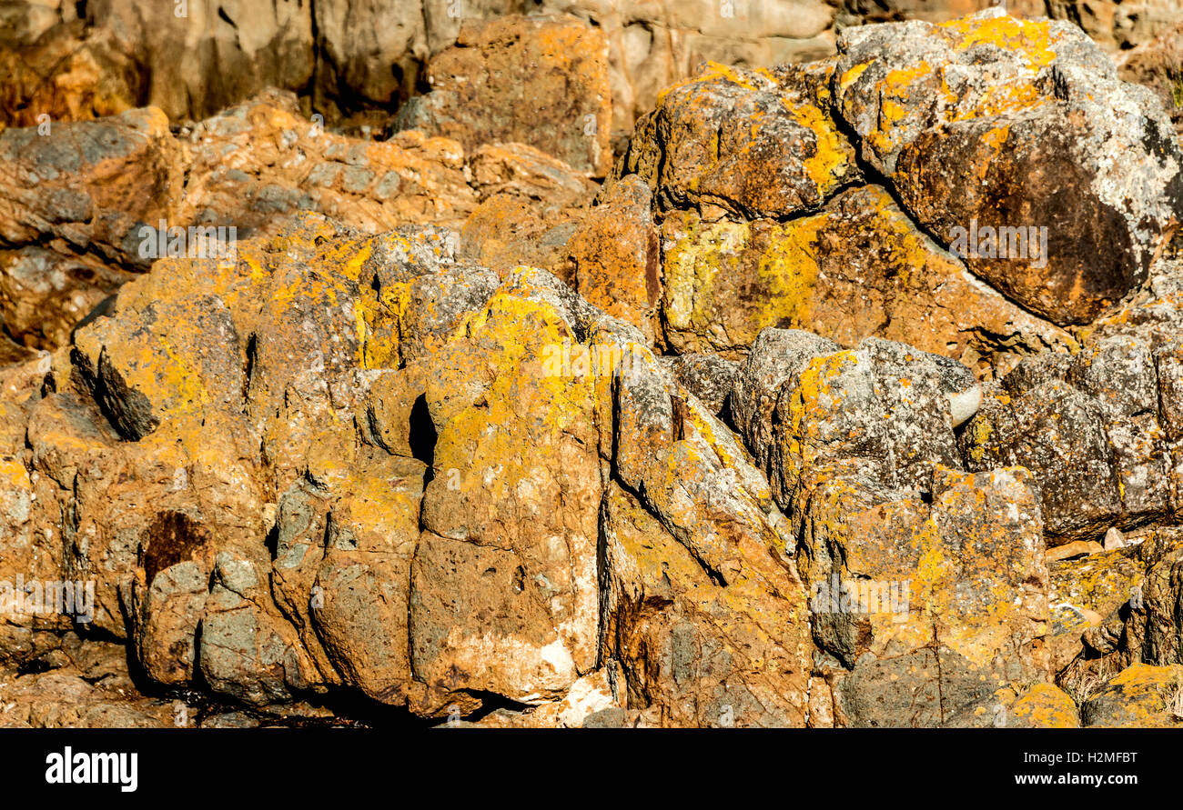 Farben von gelb und orange Texturen von einer Felswand an einem einsamen Strand in Mimosa Rocks National Park, New-South.Wales hautnah. Australien Stockfoto