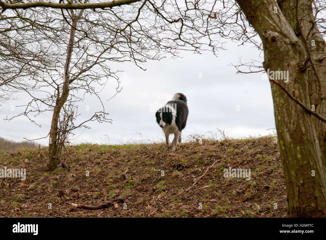 Ein Border-Collie herab, eine Bank im Wald Stockfoto