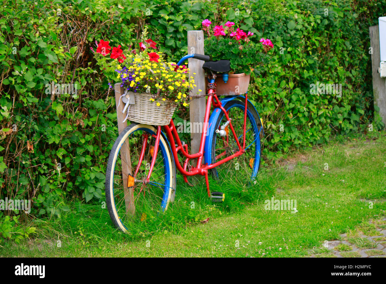 Fahrrad, Blumen, Rügen. Stockfoto