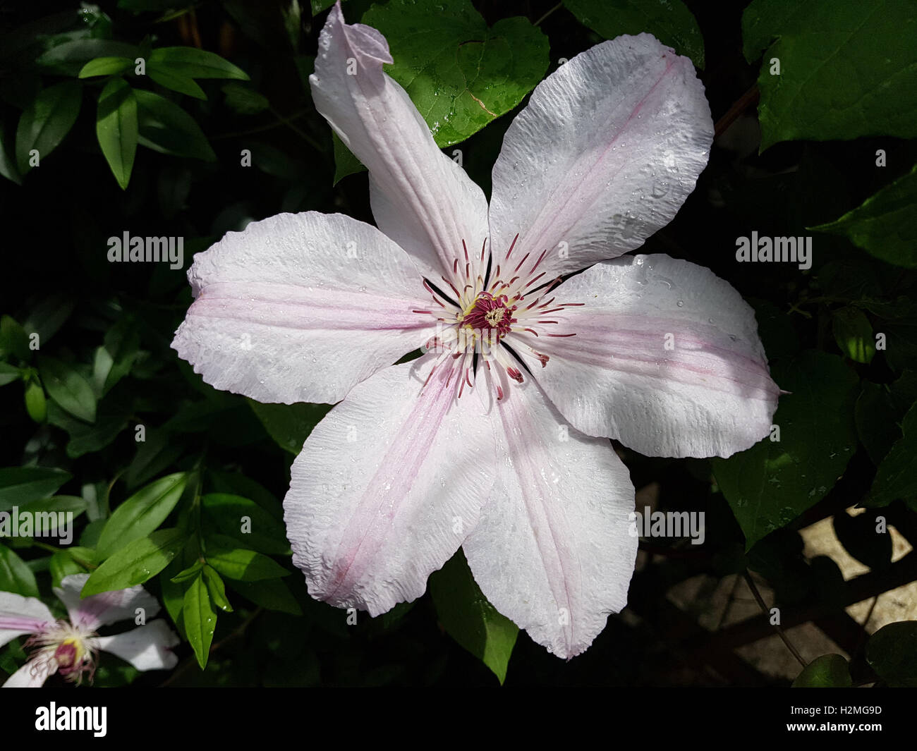 Clematis-Hybride, le Coultre Mm. Stockfoto