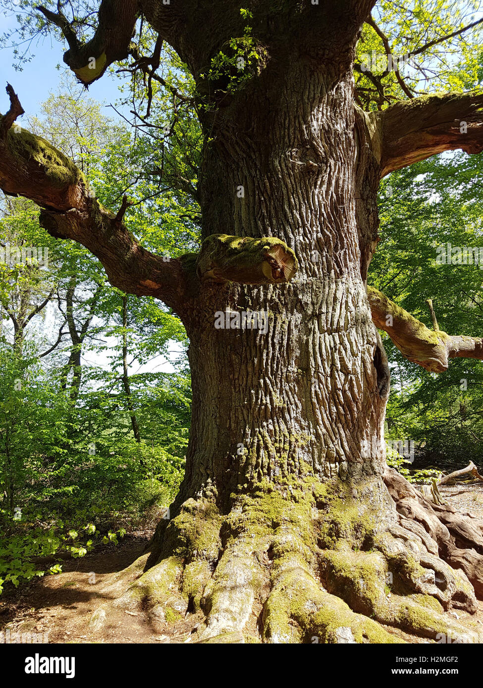 Eichenbaum, Quercus; Robur Stockfoto
