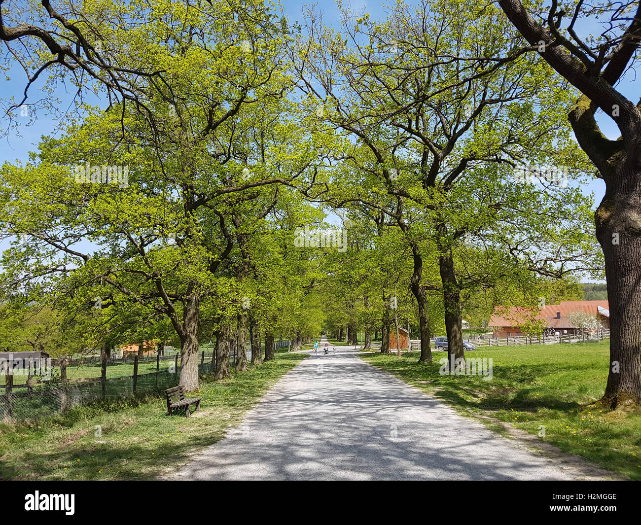 Eichenbaum, Quercus; Robur Stockfoto