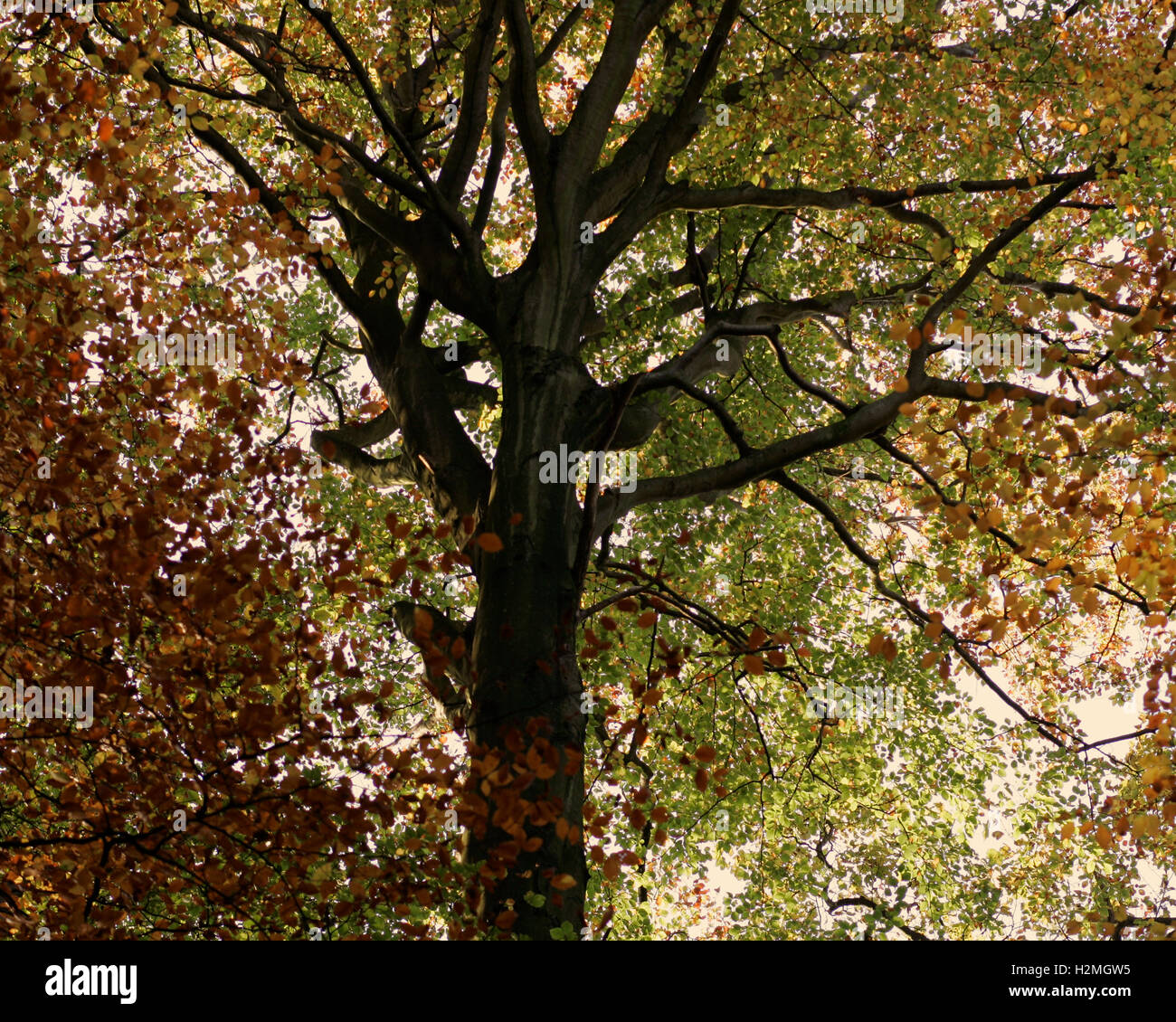 Herbst Baumkronen Stockfoto