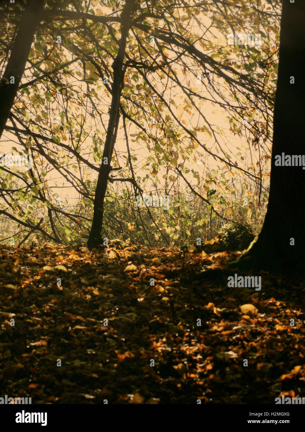 Herbstliche Bäume, mit durchscheinende Licht verlässt im Vordergrund. Stockfoto