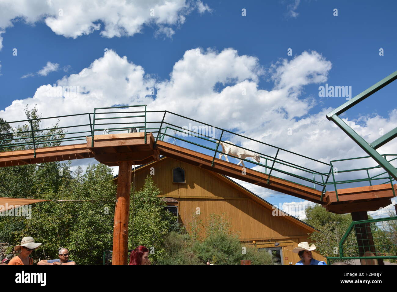 Ziege, überqueren ein Baumkronenpfad in Cheyenne Bergzoo Stockfoto