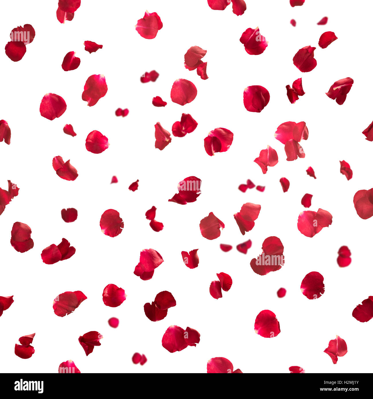 Wiederholbare Rosenblätter in rot, Studio fotografiert mit Schärfentiefe, isoliert auf weiss. Stockfoto