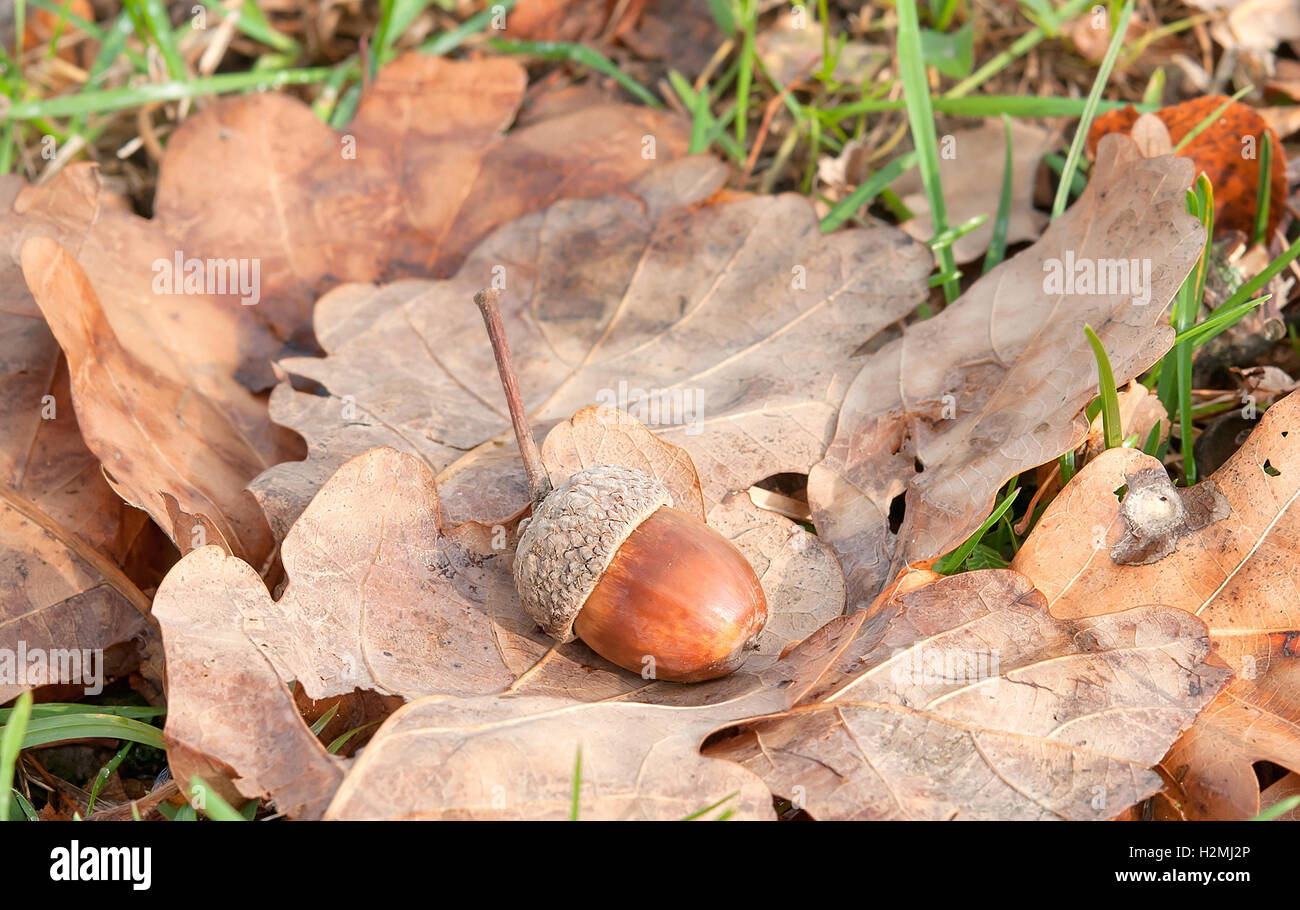 braune Eichel auf Herbst Blätter, Nahaufnahme Stockfoto