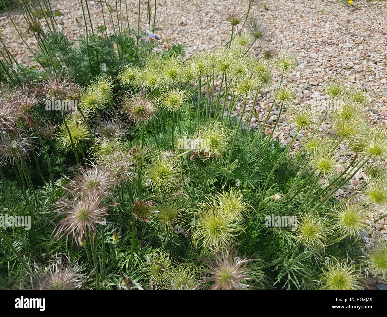 Kuechenschelle; Pulsatilla Pratensis; Samenstand, Reif, Samen, Heilpflanze Stockfoto