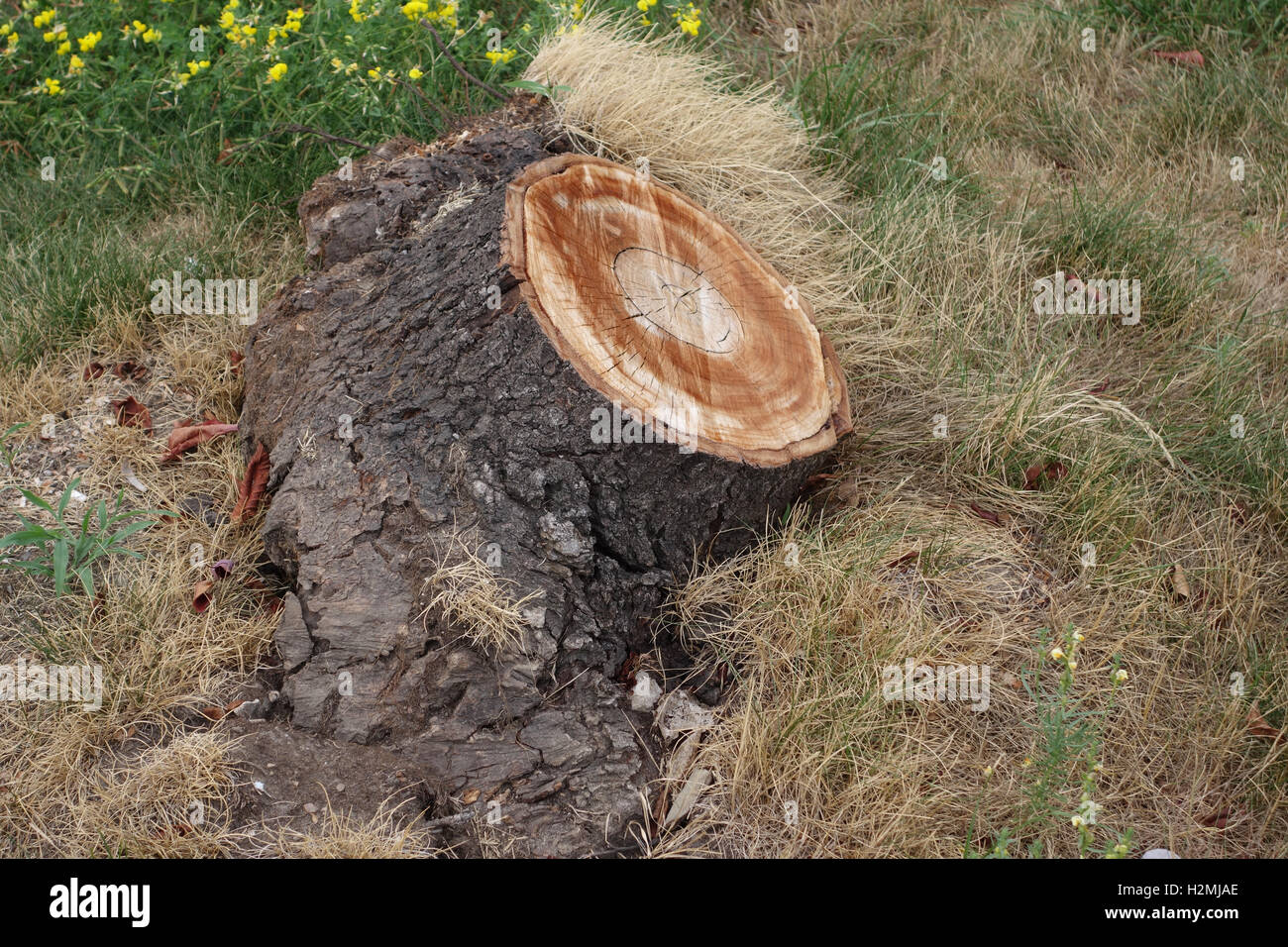 Baumstamm geschnitten Stockfoto