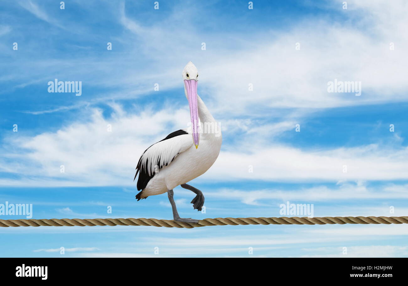 Pelikan zu Fuß auf dem Seil Stockfoto