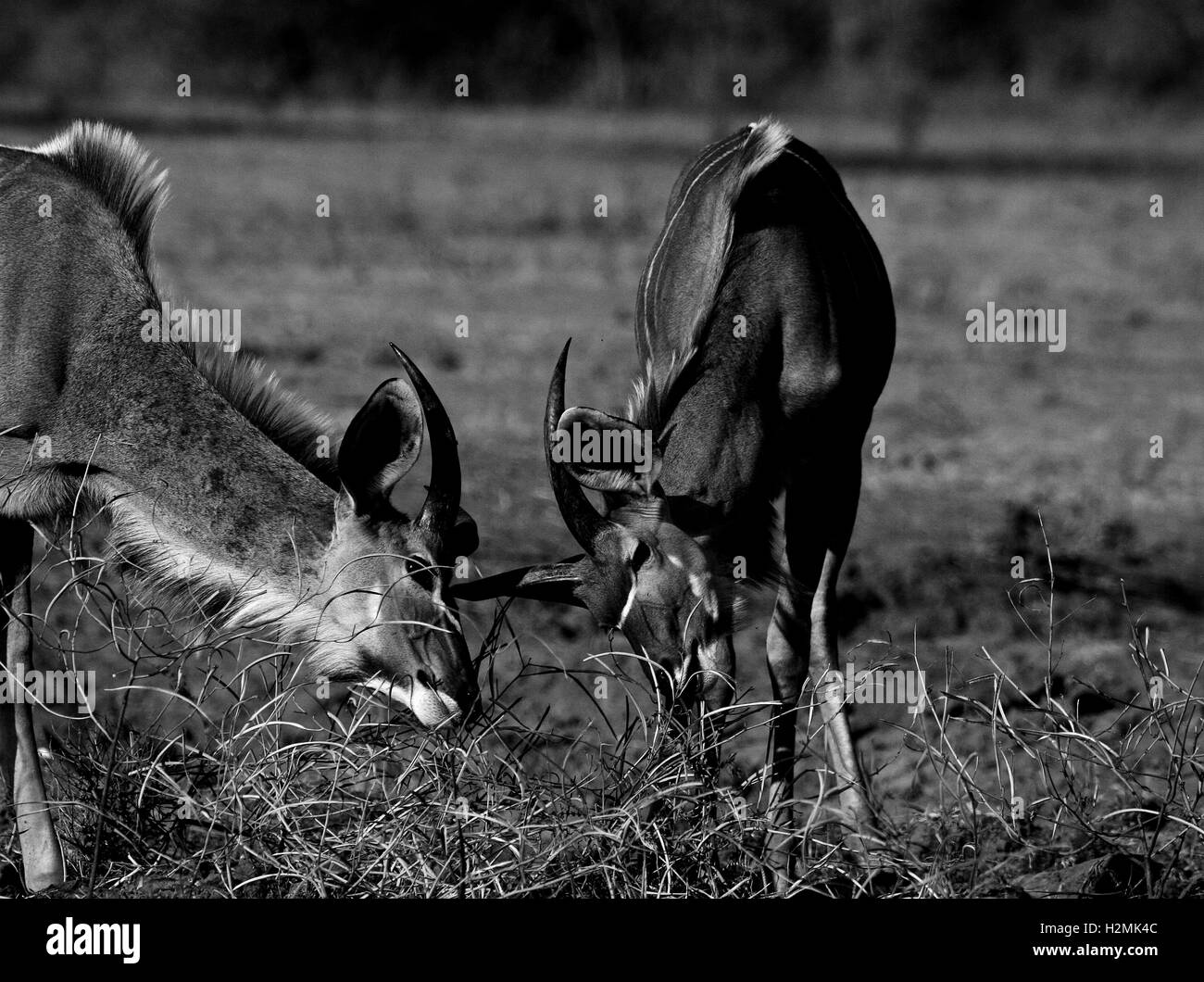 Größere Kudu Tragelaphus Strepsiceros im Mana Pools National Park. Zimbabwe Stockfoto