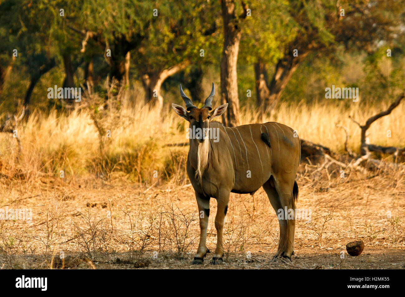 Eland, Tauro Oryx-Antilopen.  Mana Pools National Park. Zimbabwe Stockfoto