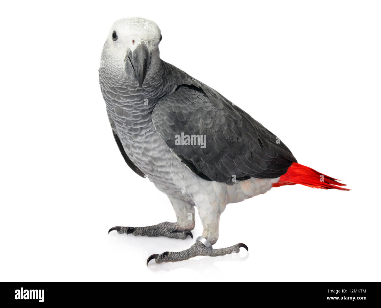 Afrikanisches Grau-Papagei auf einem weißen Hintergrund isoliert Stockfoto