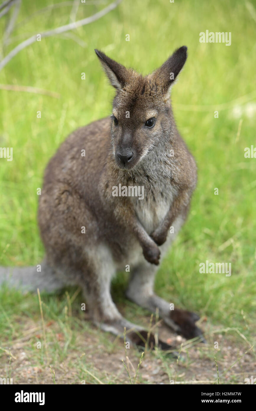 Australischer Wallaby stehend auf Hinterbeinen vor grünem Hintergrund Stockfoto