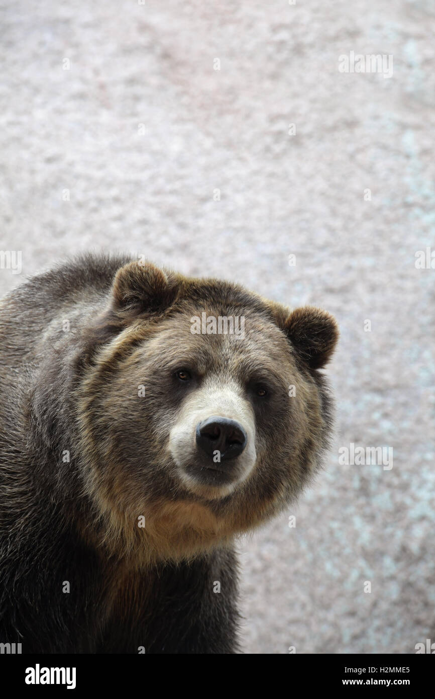 Leiter der Grizzlybär mit Textfreiraum Stockfoto