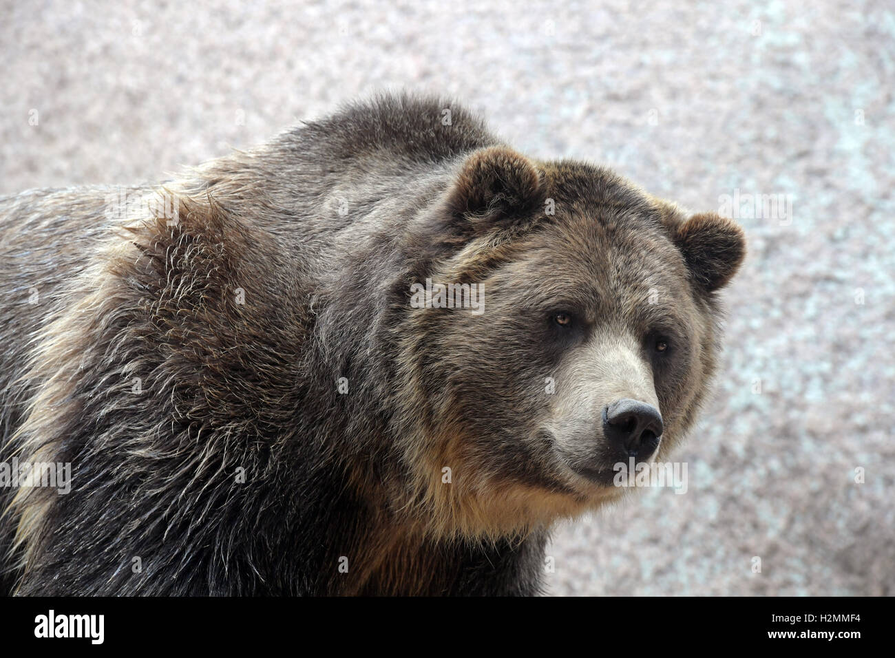 Grizzly Bär gegen Felsformation in den Bergen Stockfoto