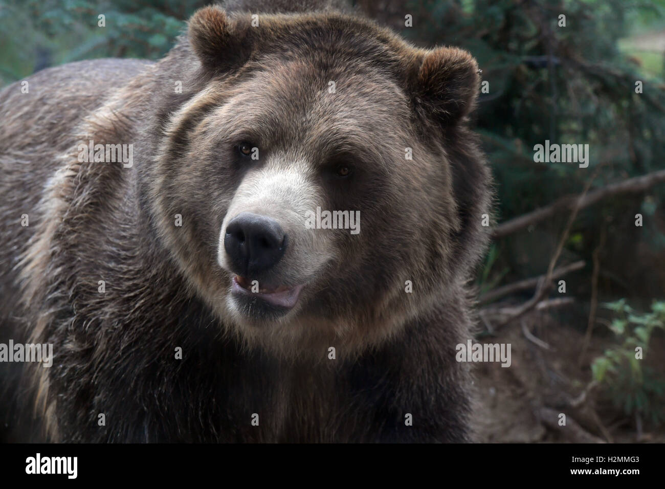 Porträt von Grizzly Bear in der Bergwelt Stockfoto