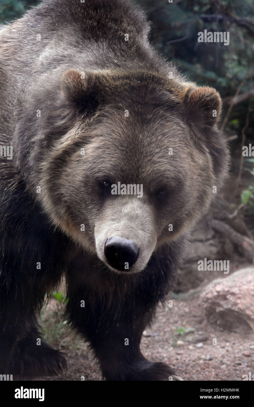 Grizzly Bear walking im Freien über zerklüftete Gelände Stockfoto