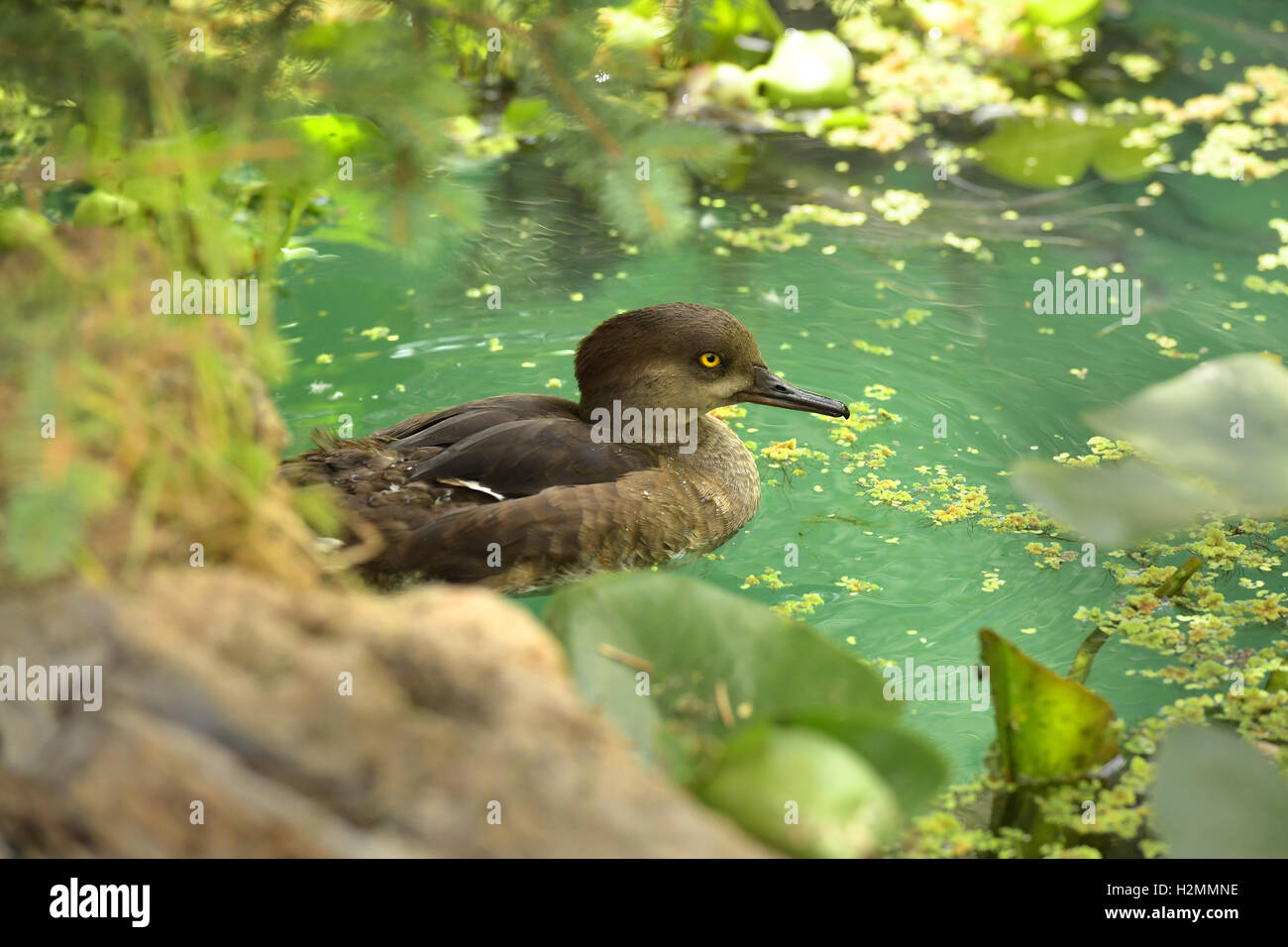 Braune Ente auf dem Teich schwimmen Stockfoto