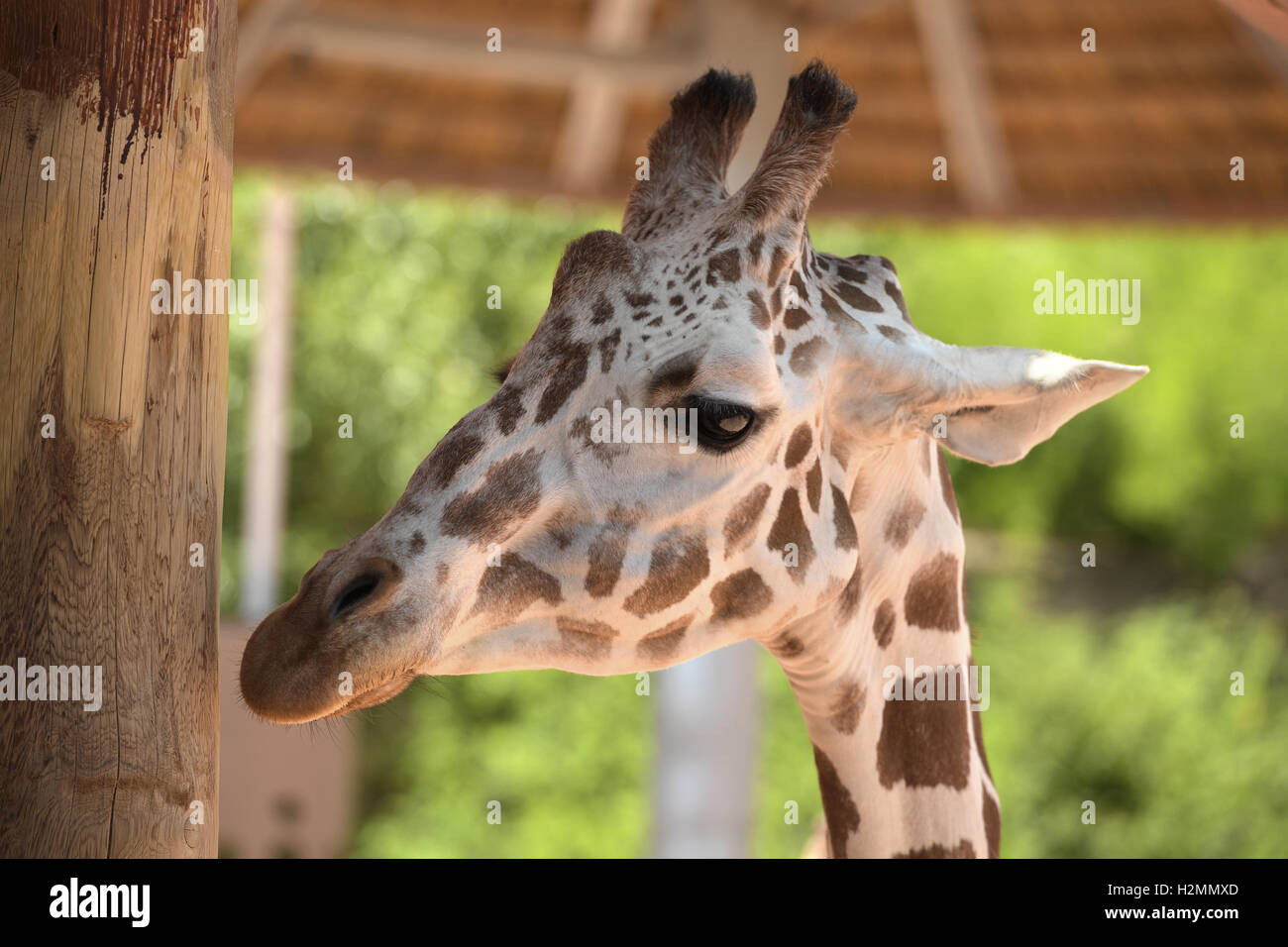 Kopf der Giraffe im Zoo tagsüber Stockfoto