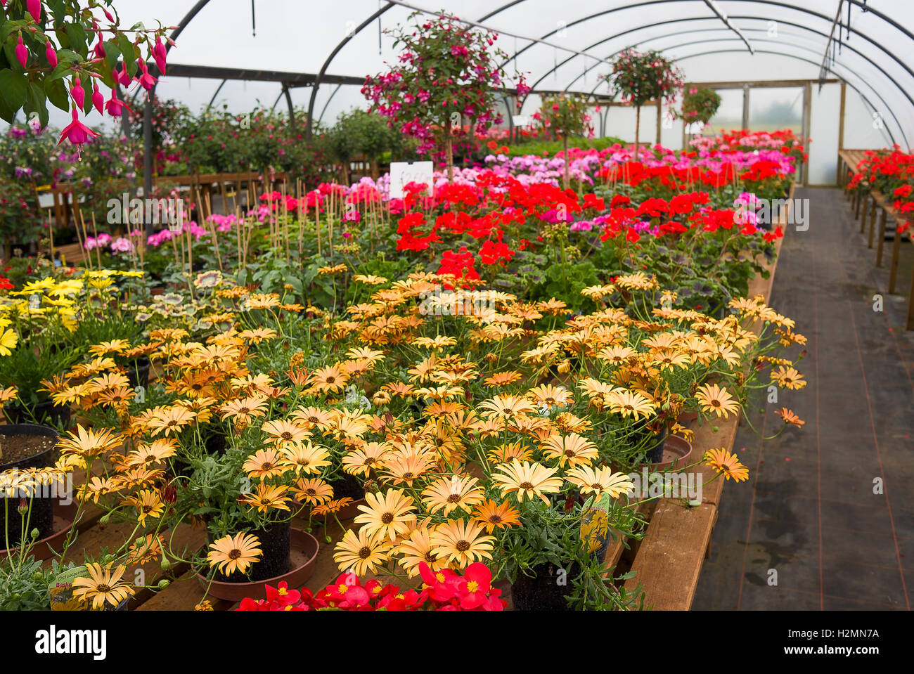 Beetpflanzen, einschließlich Gazanias auf Bänken in einer Gärtnerei Einzelhandel zum Verkauf in UK Stockfoto