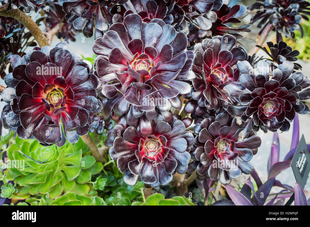 Bronze Rosetten von Aeonium atropurpureumj Stockfoto