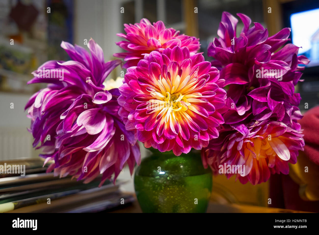 Dahlien als Schnittblumen in eine grüne Vase mit Grand Finale und Kalinka Blüten in häuslicher Umgebung Stockfoto