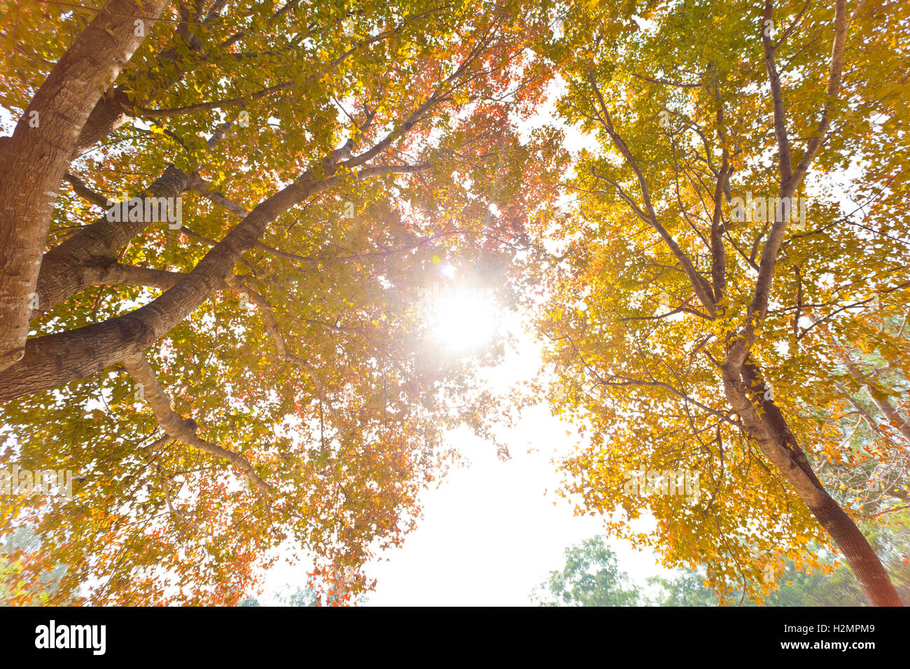 Herbstliche Bäume Hintergrund Stockfoto