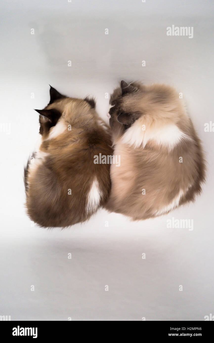 Zwei Ragdollkatzen schlafen Side by Side in einem Bad nach der Medikation Stockfoto