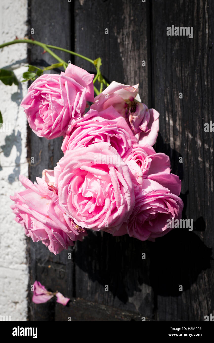 Rosa New Dawn, einer alten Stalltür aufwachsen Stockfoto