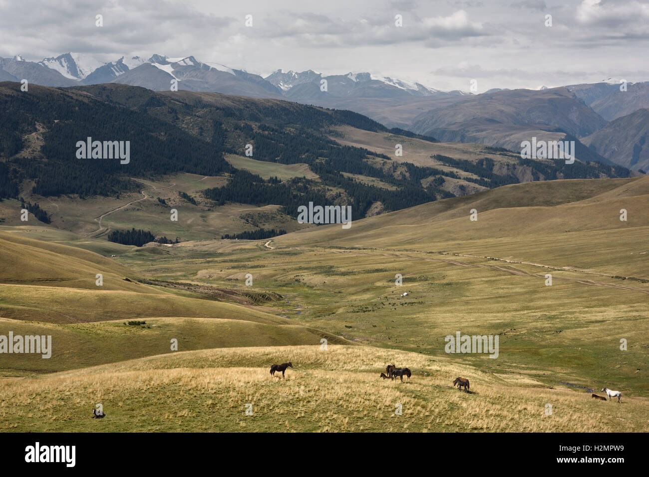 Entfernten Assy-Turgen Plateau mit grasenden Pferden und Schnee begrenzt Tien Shan Berge Kasachstan Stockfoto