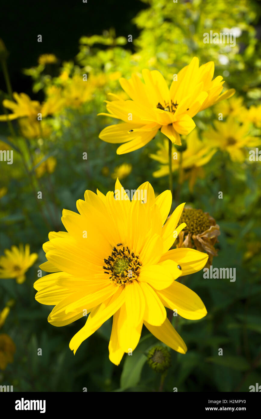 Ywllow Blumen von Helianthus im Spätsommer Stockfoto