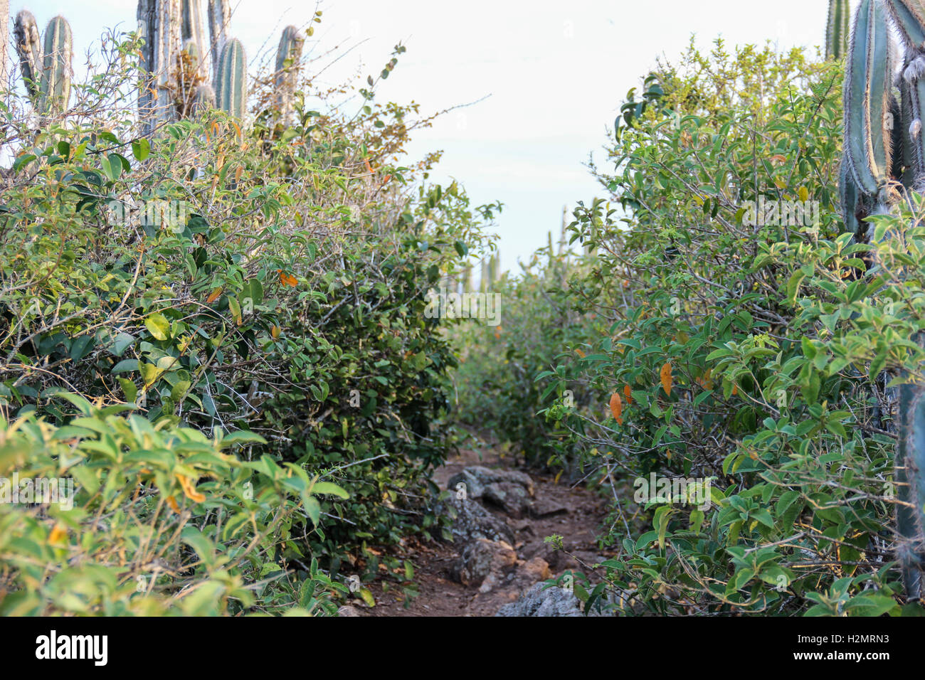 Restinga Vegetation Blumen im Südosten Brasiliens. Diese Vegetation wurde in der Stadt Cabo Frio, in den Seen Regi fotografiert. Stockfoto